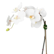 Load image into Gallery viewer, Artificial orchid plant - white orchid in white pot - 21" Vivian Rose Shop
