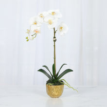 Load image into Gallery viewer, White phalaenopsis orchid plant in gold vase, 18 inch – Vivian Rose Shop

