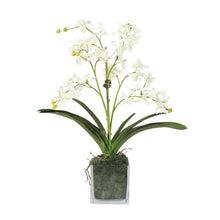 Load image into Gallery viewer, White Vanda Orchids in Square Glass Vase with Moss – Vivian Rose Shop
