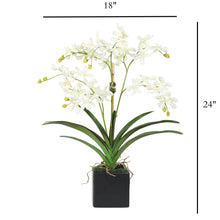 Load image into Gallery viewer, Wild Vanda Orchid Arrangement in Black Square Vase – Vivian Rose Shop
