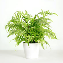 Load image into Gallery viewer, Artificial fern plant in white planter - 18&quot;
