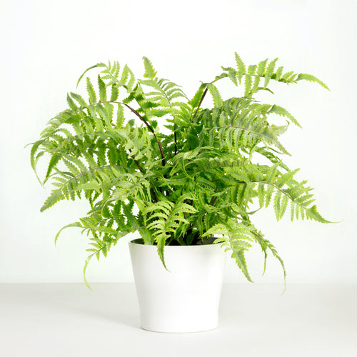 Artificial fern plant in white planter - 18