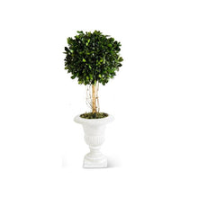 Load image into Gallery viewer, boxwood ball topiary tree in white urn 18 inches
