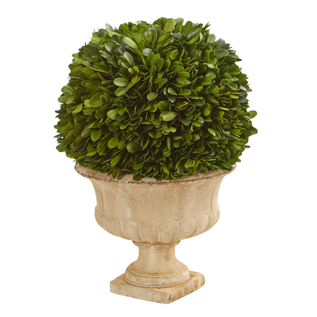 Preserved boxwood ball topiary in urn - 12