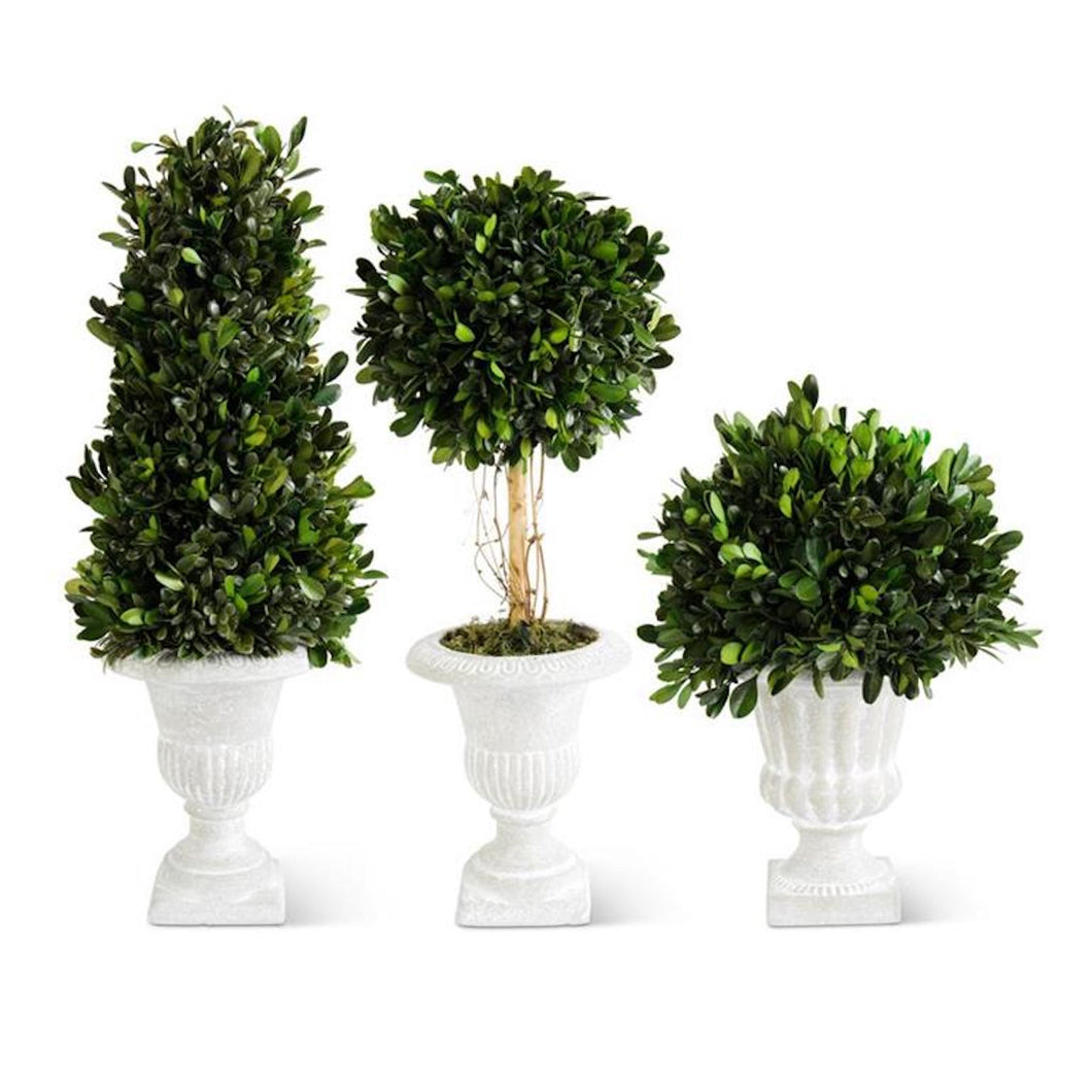 boxwood topiaries