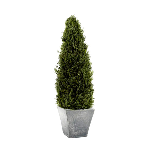 preserved cypress tree topiary in gray terracotta pot - 23.5