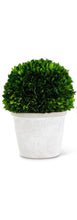 Load image into Gallery viewer, 6&quot; preserved boxwood ball in white planter vivian-rose.shop 6 inch

