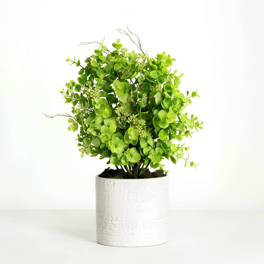 seeded eucalyptus plant Seeded Eucalyptus Plant In White Planter