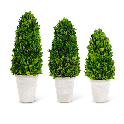 Set of 3 Preserved Boxwood Cone Topiary Trees in White Pots - Vivian Rose - vivian-rose.shop