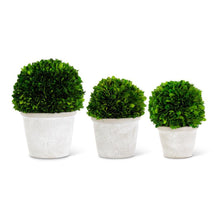 Load image into Gallery viewer, Preserved Boxwood Ball Topiaries
