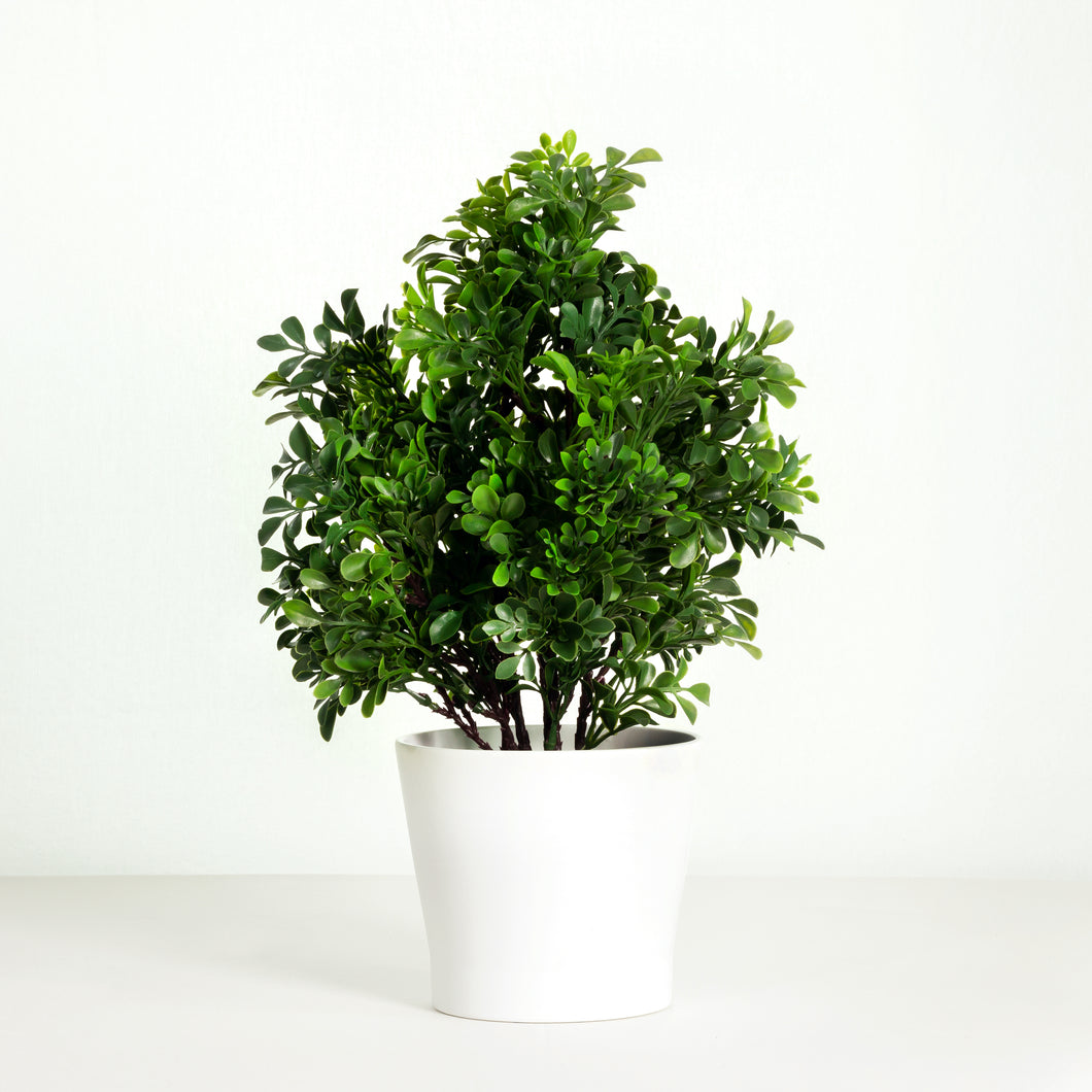 Boxwood plant in white pot_Vivian-Rose.shop