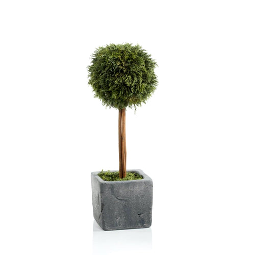 preserved cypress single ball topiary in gray square pot