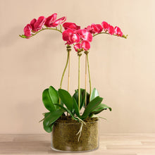 Load image into Gallery viewer, Pink orchid arrangement in glass vase_faux floral arrangement_vivian-rose.shop
