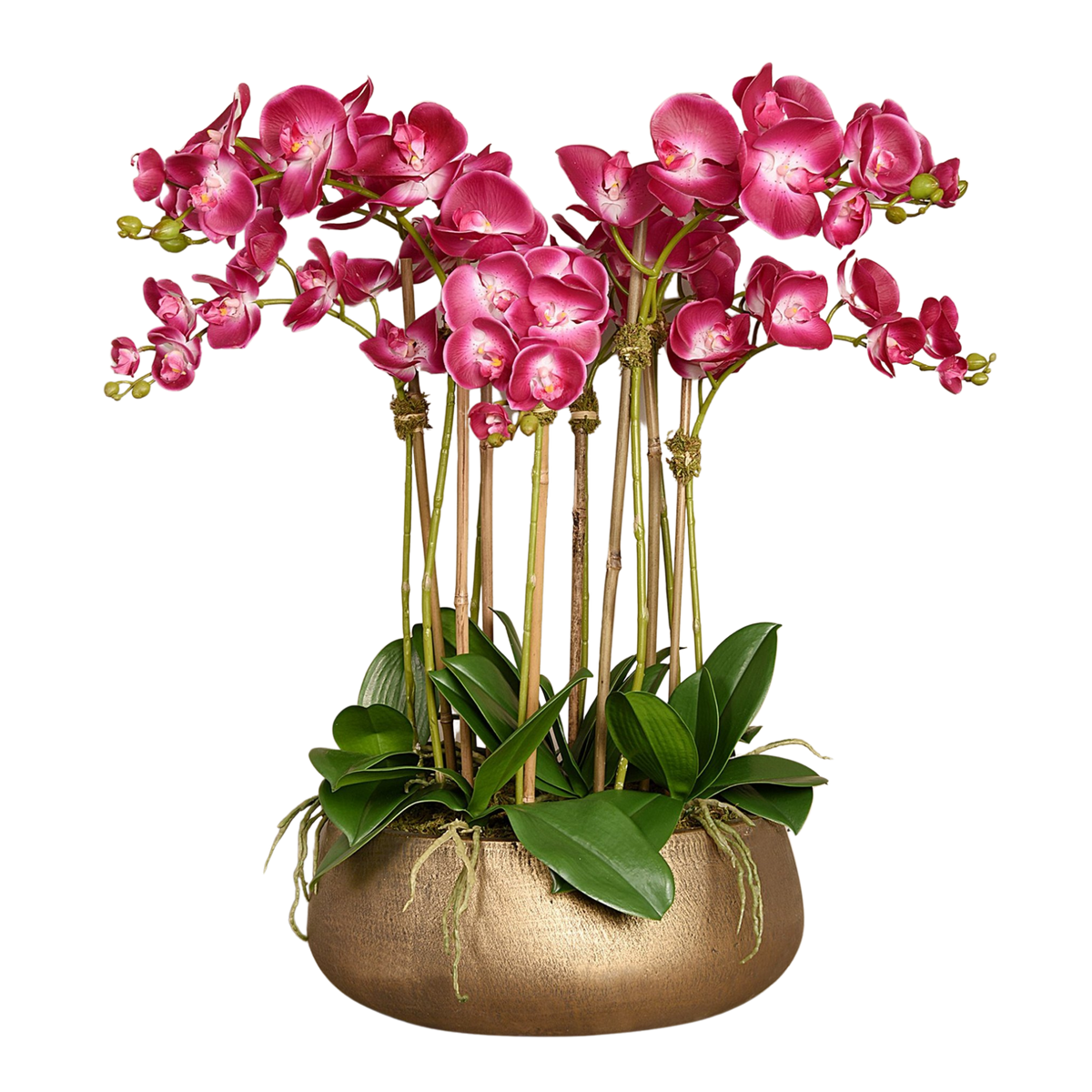 Pink Orchid In Pot