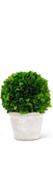 Load image into Gallery viewer, 5&quot; preserved boxwood ball in white planter vivian-rose.shop 5 inch
