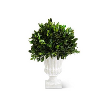 Load image into Gallery viewer, boxwood topiary in white urn 11 inches
