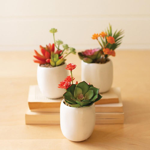 succulents in white ceramic pots