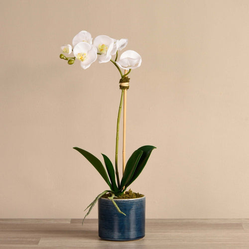 Silk orchid arrangement, white orchids in navy pot - 23