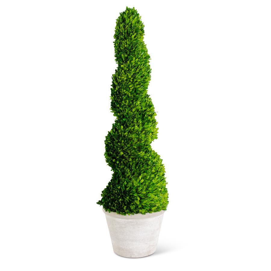 Live preserved spiral boxwood topiary tree - 47